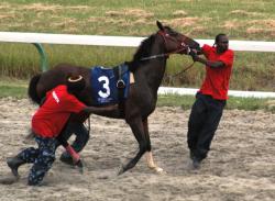 Gate handlers have their hands full loading a runner at a recent race. Gate handlers have their hands full loading a runner at a recent race.